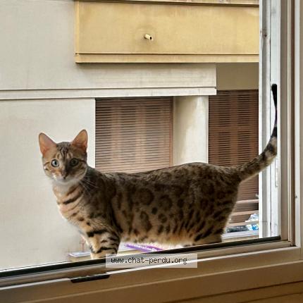 Photo de chat perdu à Nice
