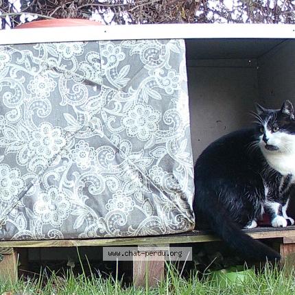 Photo 1/1 Blanche-neige Chat perdu à Colmar