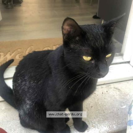 Photo 1/1 Simba Chat perdu à L isle sur la sorgue