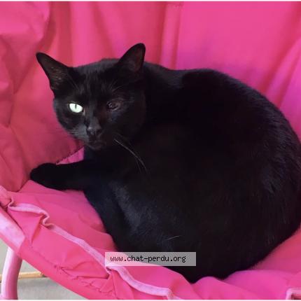 Photo 1/1 Jack Chat perdu à A m le