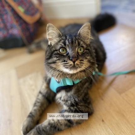 Photo de chat perdu à Fontaines Sur Saone