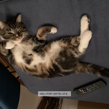 Photo 1/1 George Chat perdu à Maincy