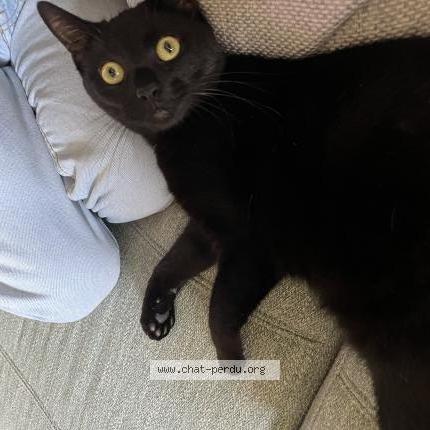 Photo 1/2 Mimi Chat perdu à Cholet