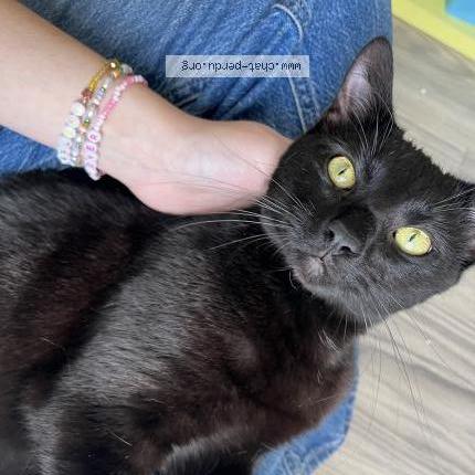 Photo 2/2 Mimi Chat perdu à Cholet