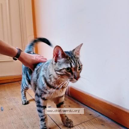 Photo 1/1 Chat retrouvé Trouvé à Strasbourg