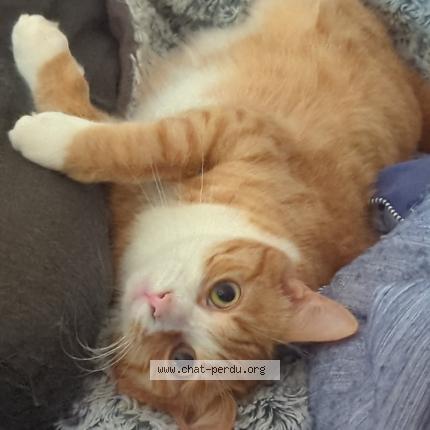 Photo de chat perdu à Villefranche Sur Saone