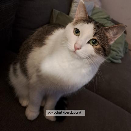 Photo 1/1 LILOU Chat perdu à Thorigne fouillard