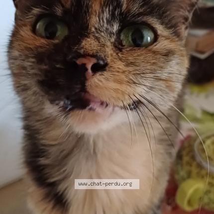 Photo 1/1 Bibiche Chat perdu à Vaucourtois