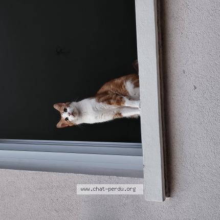 Photo de chat perdu à Bourges
