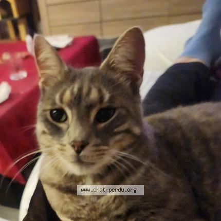 Photo de chat perdu à Boe 47