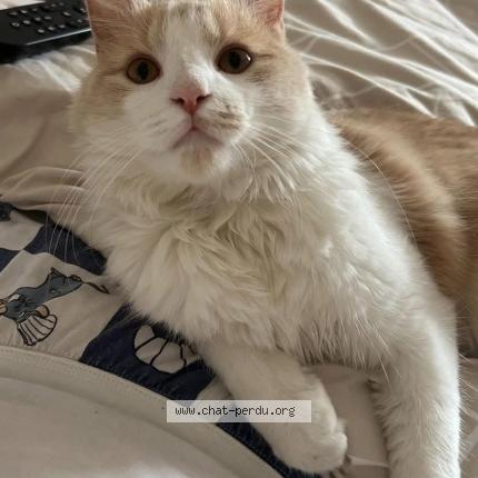 Photo de chat perdu à Ransart