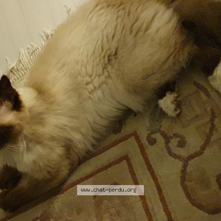 Photo 1/1 Chat retrouvé Trouvé à Vetraz Monthoux