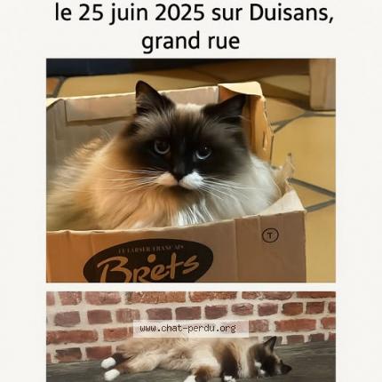 Photo 1/1 Chat retrouvé Perdu à Duisans