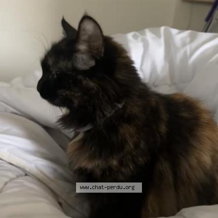 Photo de chat perdu à Guingamp