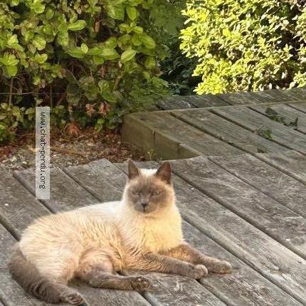 Photo 1/2 Imhotep Chat perdu à Chamoux sur gelon