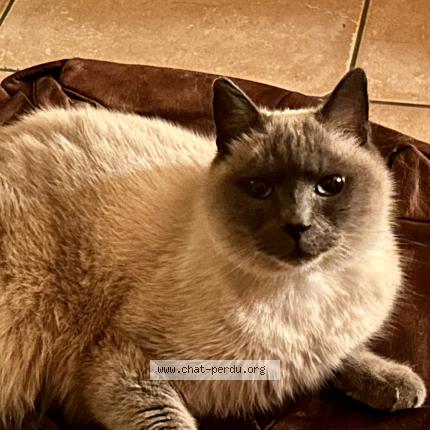 Photo 2/2 Imhotep Chat perdu à Chamoux sur gelon