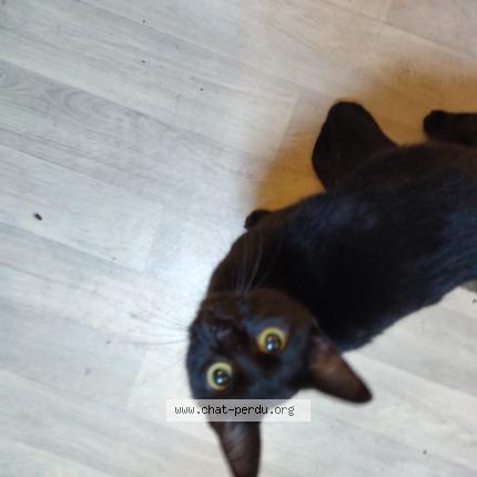 Photo 1/1 Tara Chat perdu à Plaisance