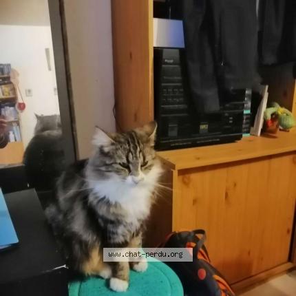 Photo 1/1 Paupiette Chat perdu à Homblieres