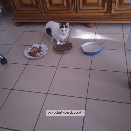 Photo 1/1 Fripounette Chat perdu à La roche sur yon