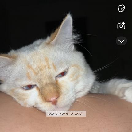 Photo 1/1 Coco Chat perdu à Saint priest bramefant