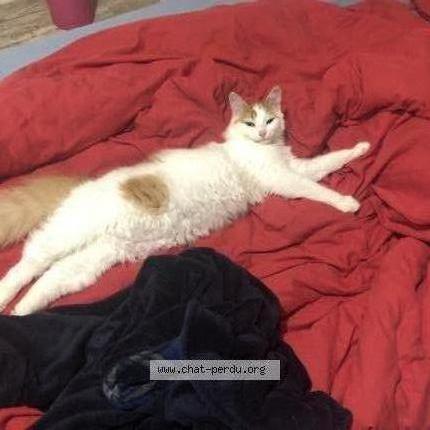 Photo 1/2 Mia Chat perdu à Gaillac