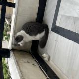 Photo de chat perdu à Islamabad