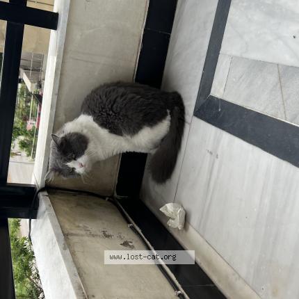 Photo 1/1 Oreo Chat perdu à Islamabad