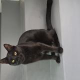 Photo de chat perdu à Caba Villa Devoto Villa Pueyrre