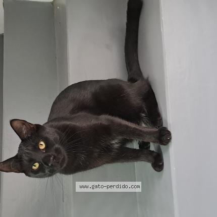 Photo 1/1 Nano Chat perdu à Caba villa devoto villa pueyrre
