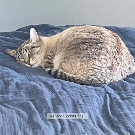 Photo de chat perdu à Antibes
