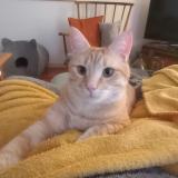 Photo de chat perdu à Bonnieres Sur Seine