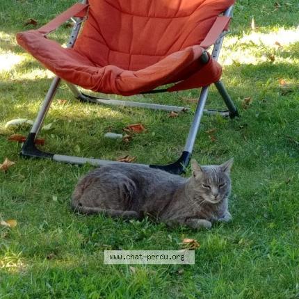 Photo 1/1 SOURIS Chat perdu à La ciotat