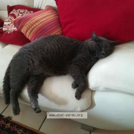 Photo 1/1 Chat retrouvé Perdu à Montfort l amaury