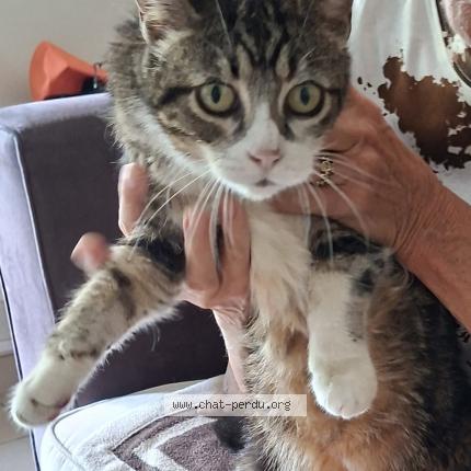 Photo de chat trouvé à Hossegor