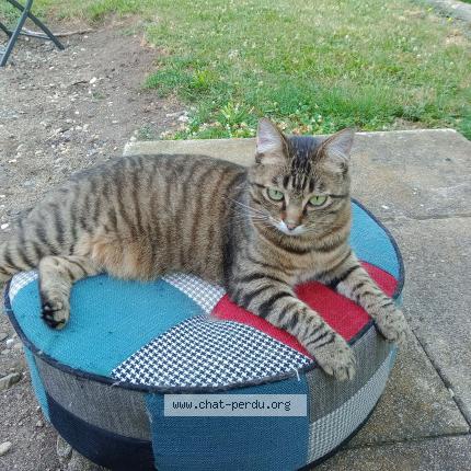 Photo de chat perdu à Yssac La Tourette