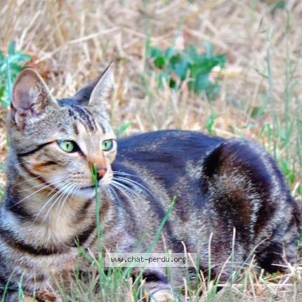 Photo 1/1 Chat retrouvé Perdu à Auriol