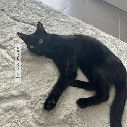 Photo 1/1 Chat retrouvé Perdu à Gieres