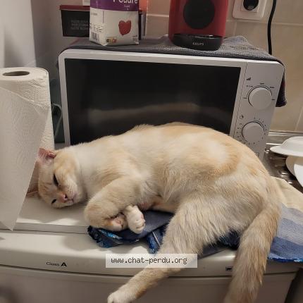 Photo 1/1 Yoko Chat perdu à Montauban