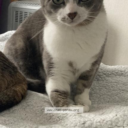 Photo de chat perdu à Nantes