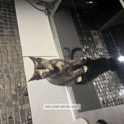 Photo 1/1 Vahina Chat perdu à Marseille