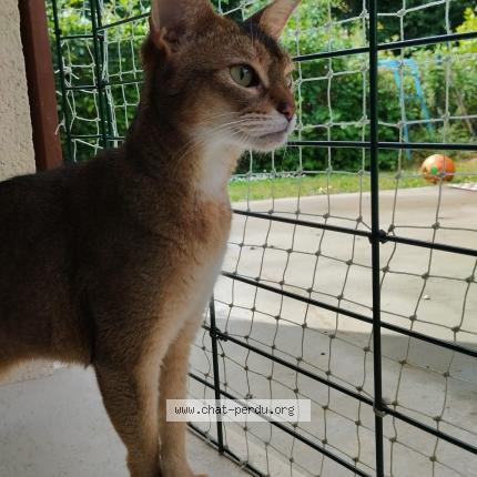 Photo de chat perdu à Tigy