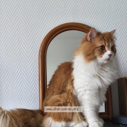 Photo 1/1 Nugget Chat perdu à Creteil