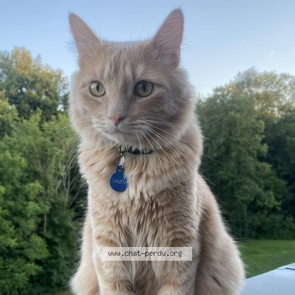 Photo de chat perdu à Nangis
