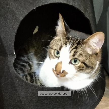 Photo 2/2 Pompon Chat perdu à Montauban