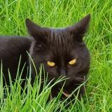 Photo de chat perdu à Sartrouville