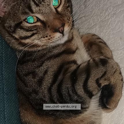 Photo de chat perdu à Seynod