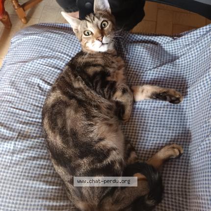 Photo de chat perdu à Rioux