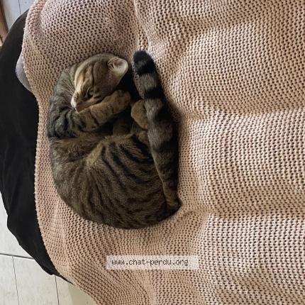 Photo 1/1 Torpez Chat perdu à Aix en provence