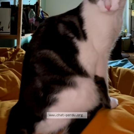 Photo 1/1 Yuma Chat perdu à Villeurbanne