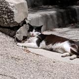Photo de chat perdu à Contes